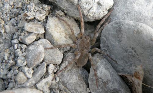 Arctosa sp.